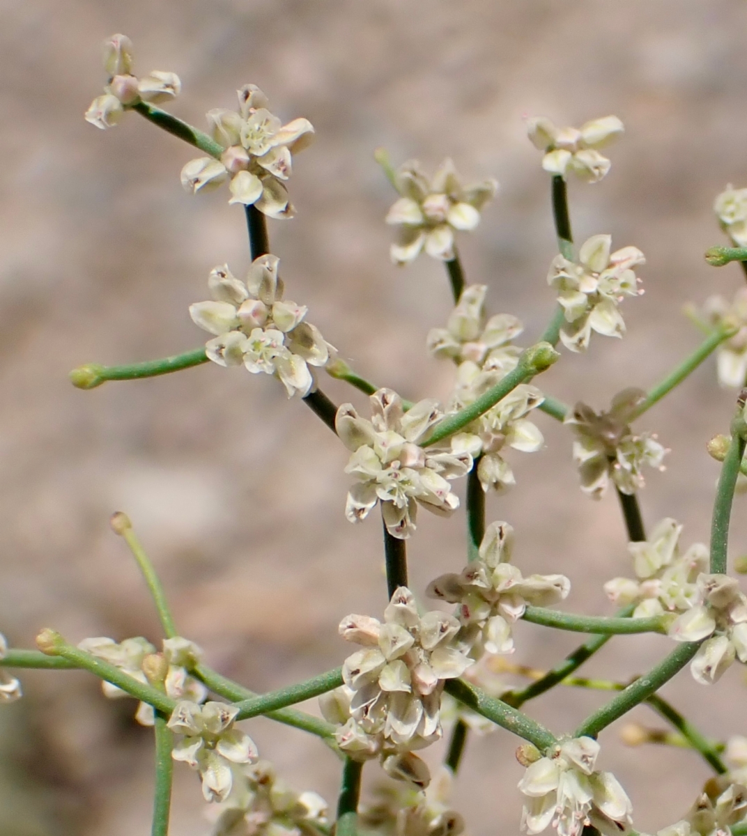 Eriogonum rixfordii