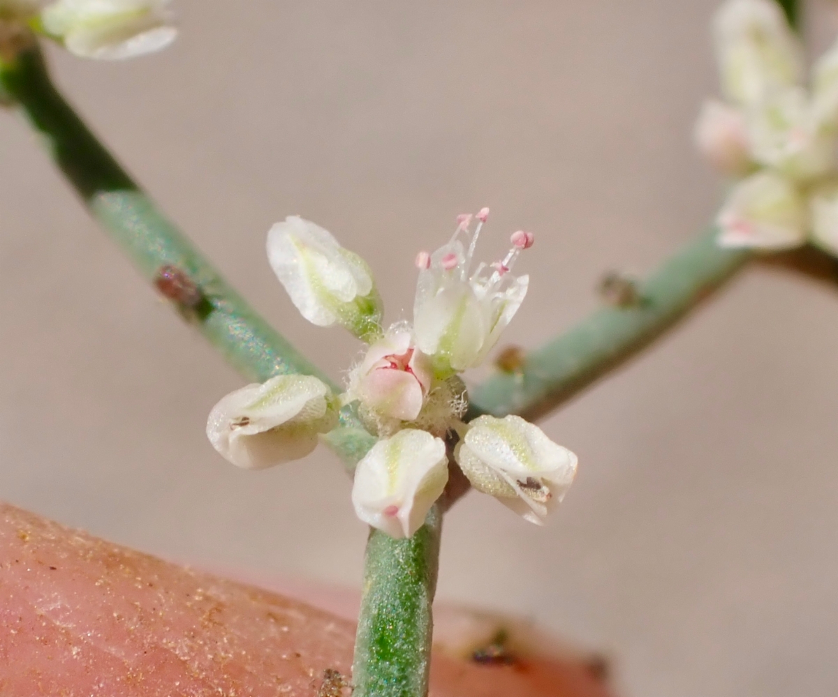 Eriogonum rixfordii