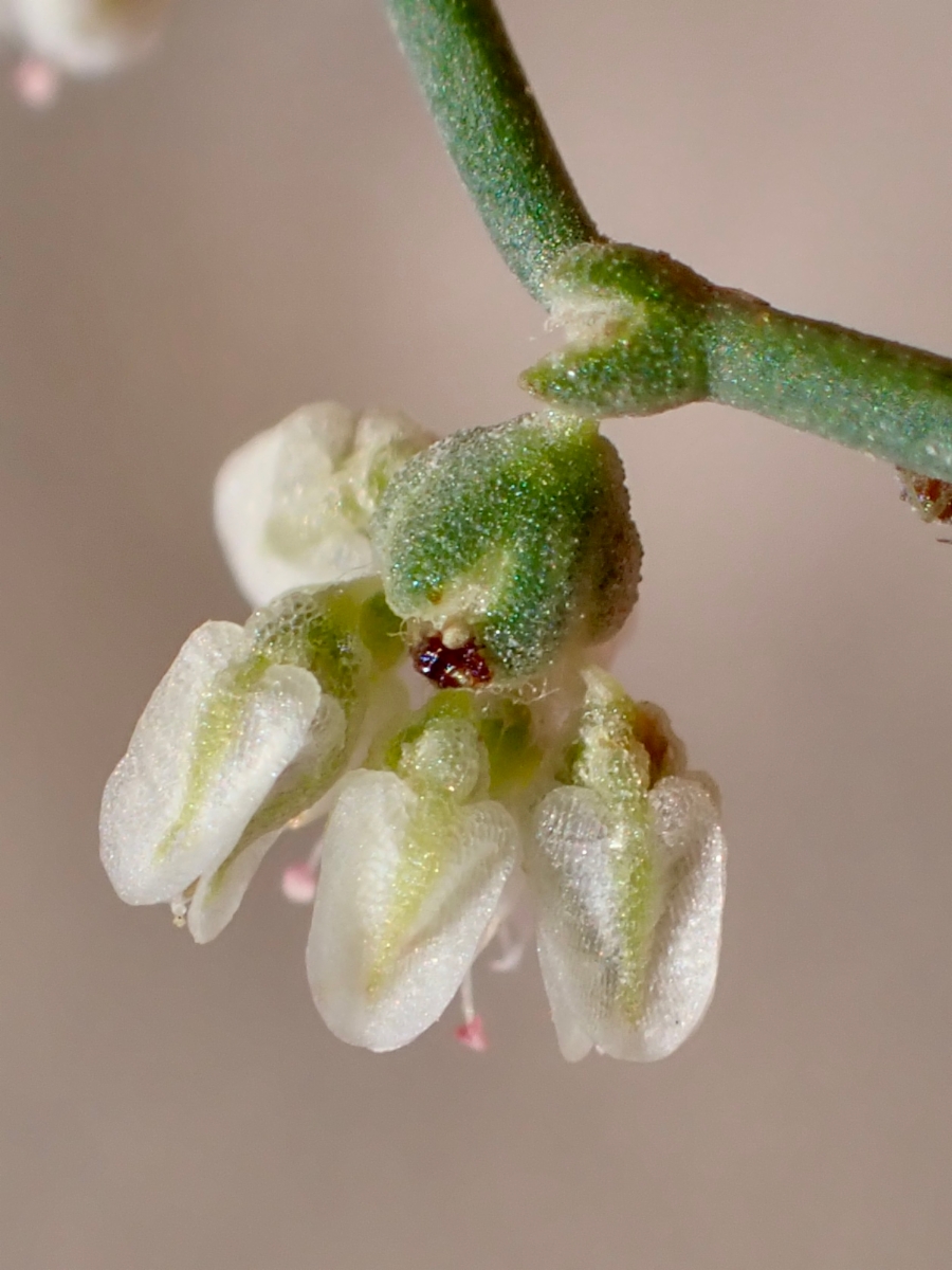 Eriogonum rixfordii