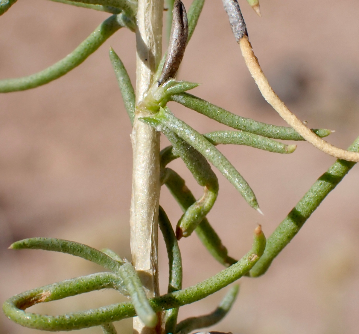 Ericameria albida