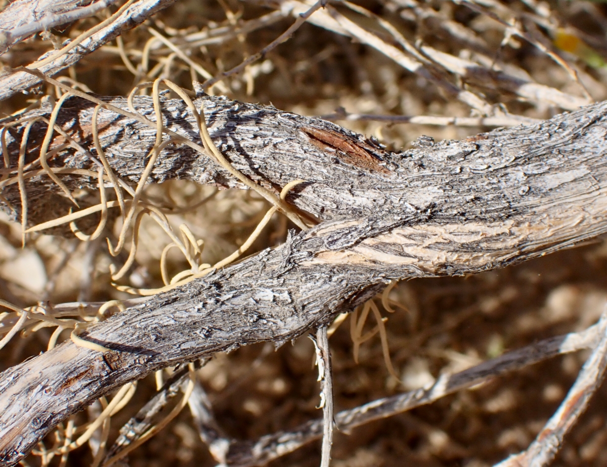 Ericameria albida