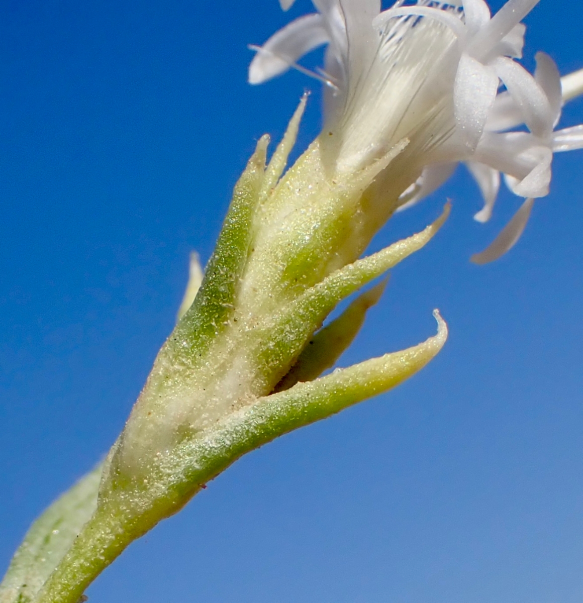 Ericameria albida