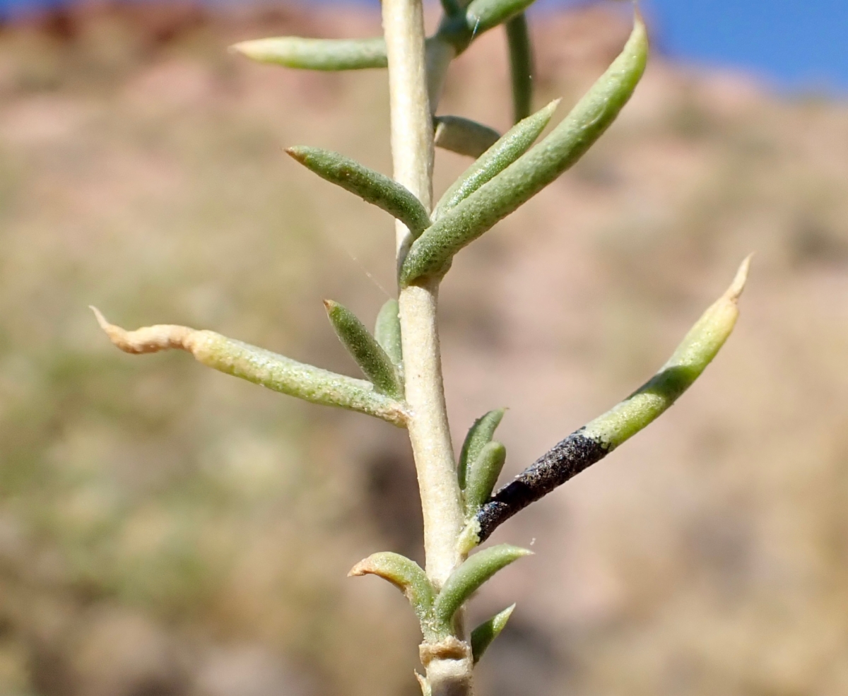 Ericameria albida