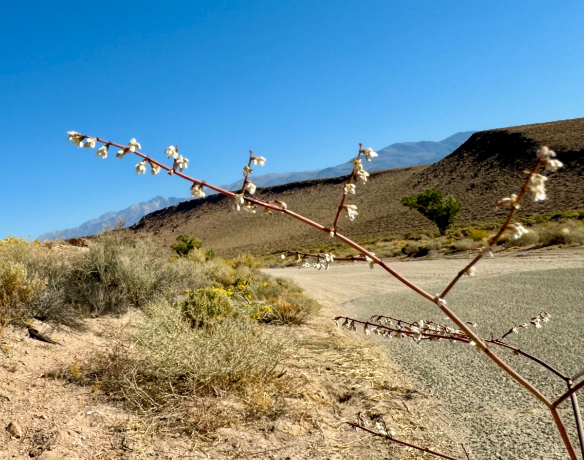 Eriogonum deflexum var. deflexum