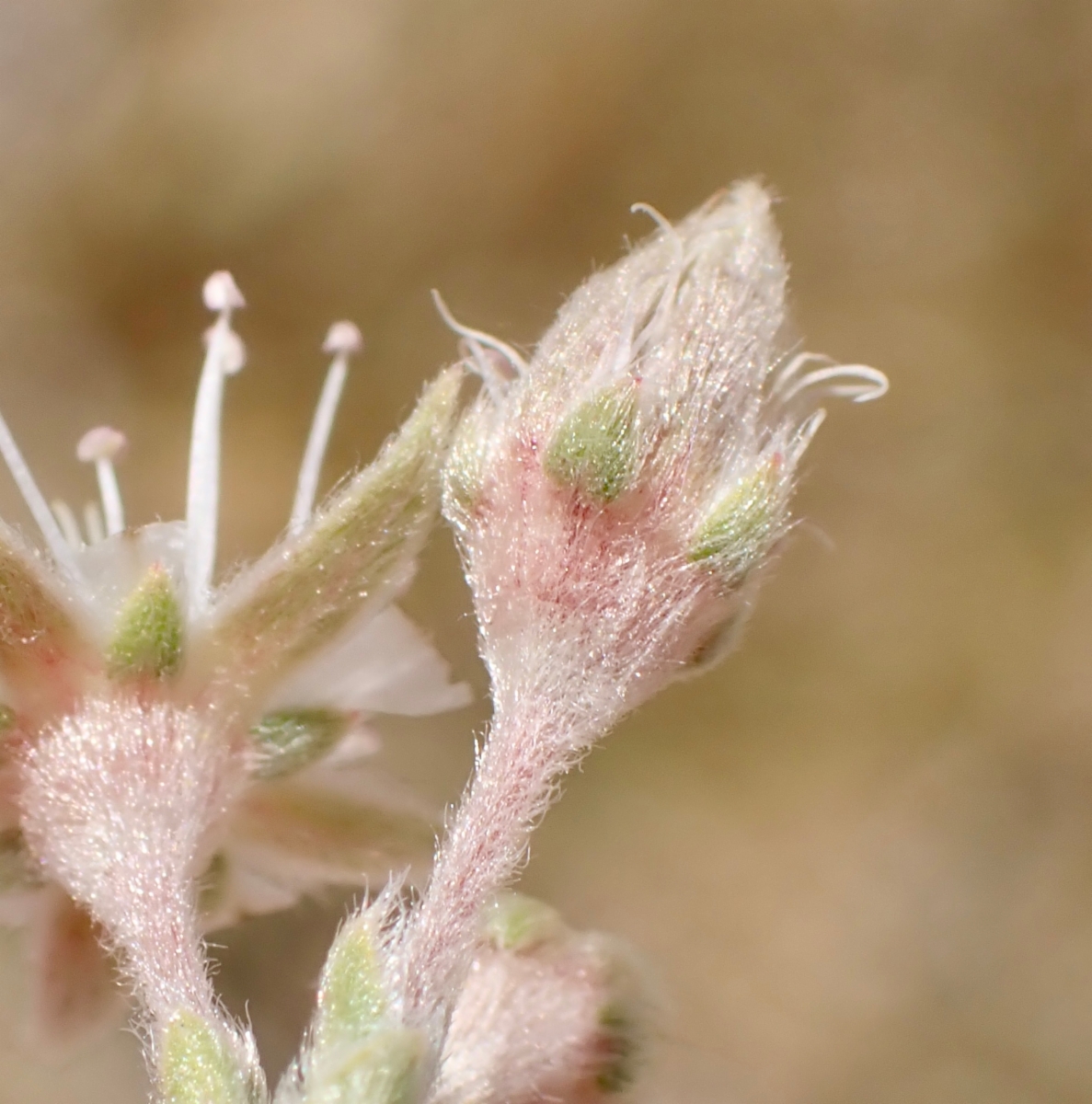 Ivesia kingii var. kingii