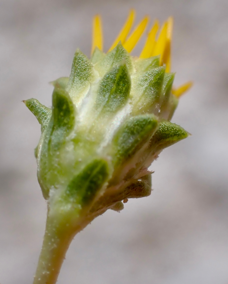 Pyrrocoma racemosa var. paniculata