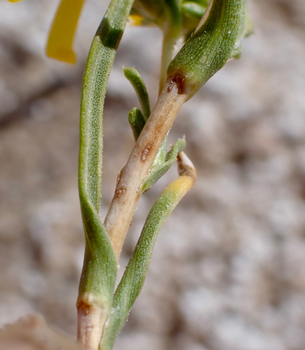 Pyrrocoma racemosa var. paniculata