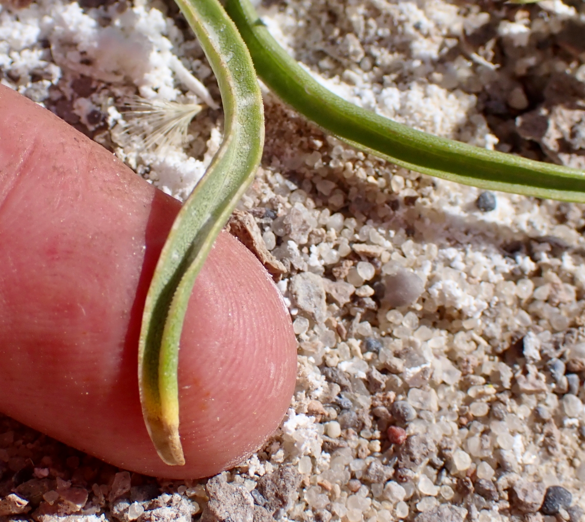 Pyrrocoma racemosa var. paniculata