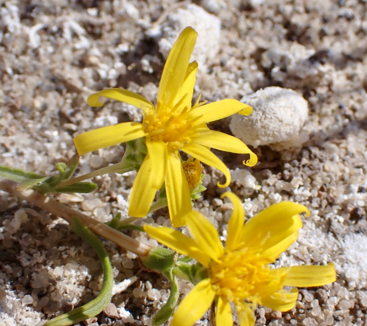 Pyrrocoma racemosa var. paniculata