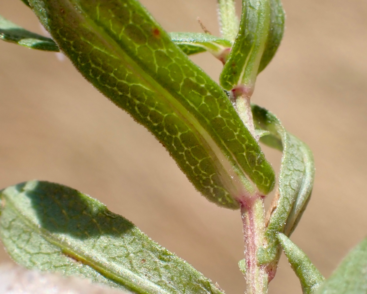 Symphyotrichum lanceolatum var. hesperium