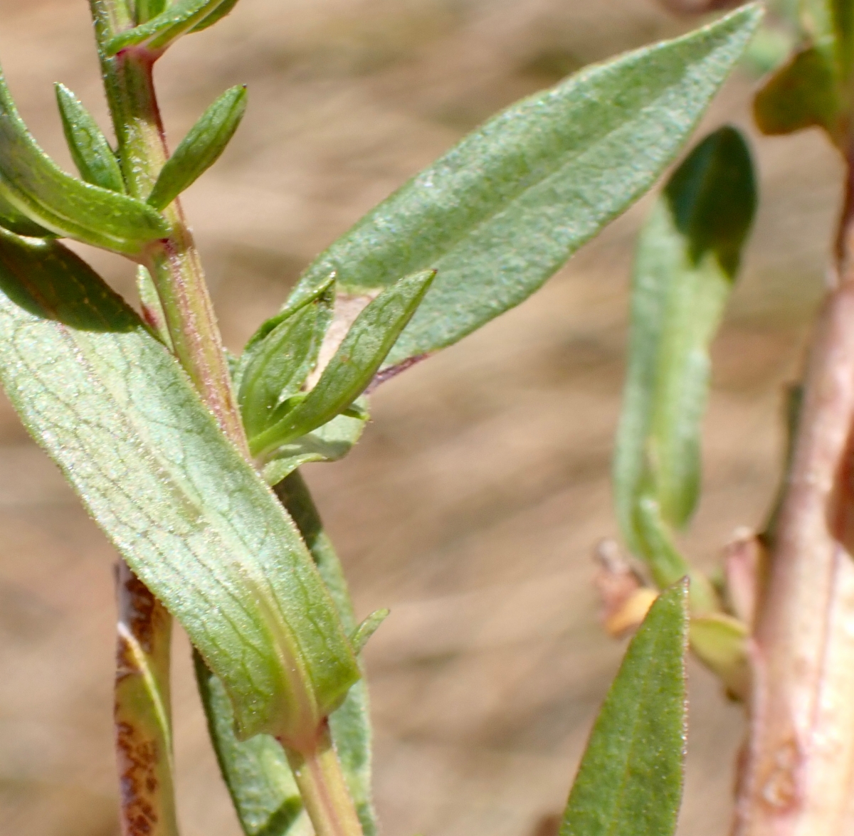 Symphyotrichum lanceolatum var. hesperium