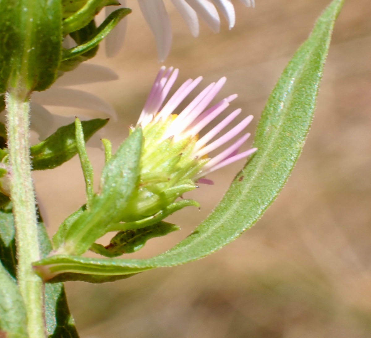 Symphyotrichum lanceolatum var. hesperium