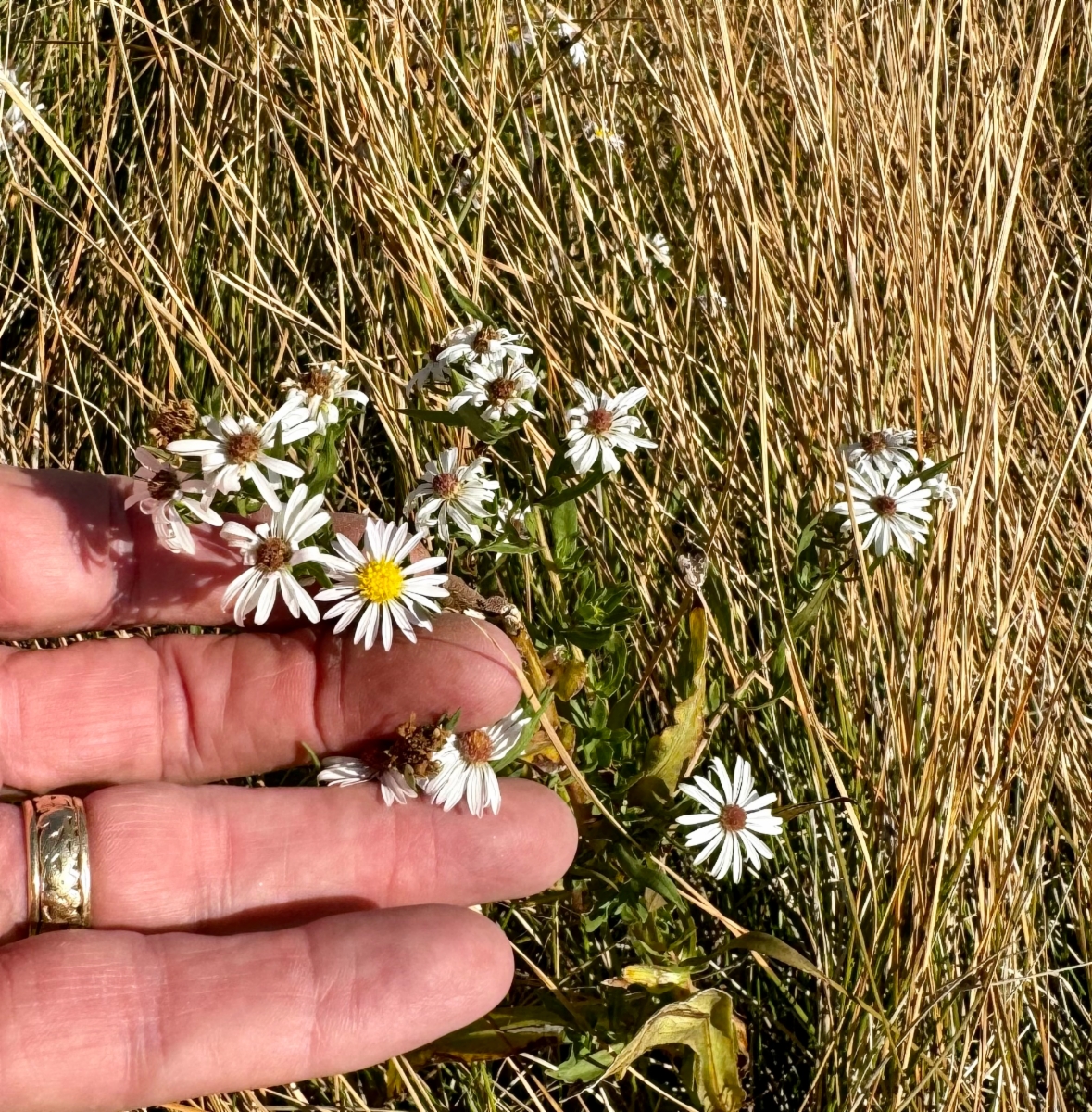 Symphyotrichum lanceolatum var. hesperium