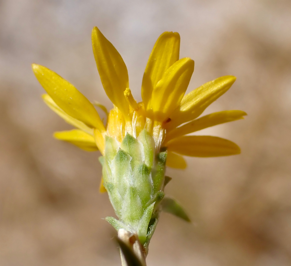 Pyrrocoma racemosa var. sessiliflora