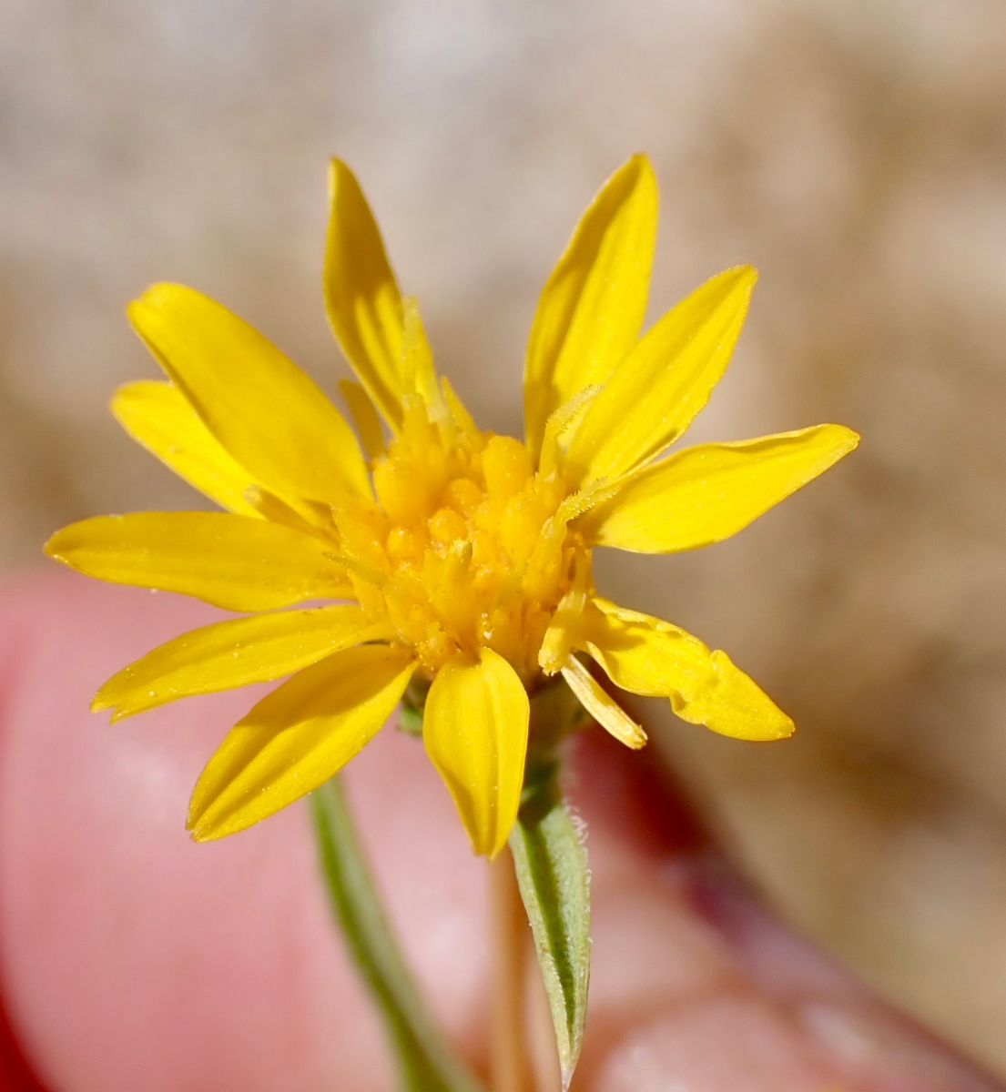 Pyrrocoma racemosa var. sessiliflora