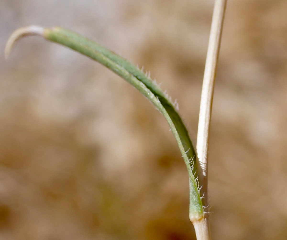 Pyrrocoma racemosa var. sessiliflora