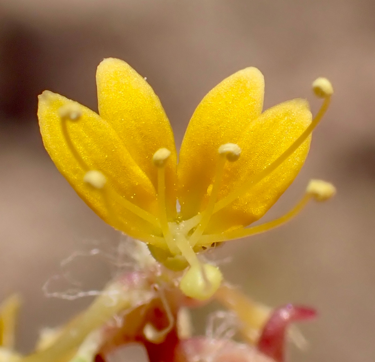 Cleomella obtusifolia