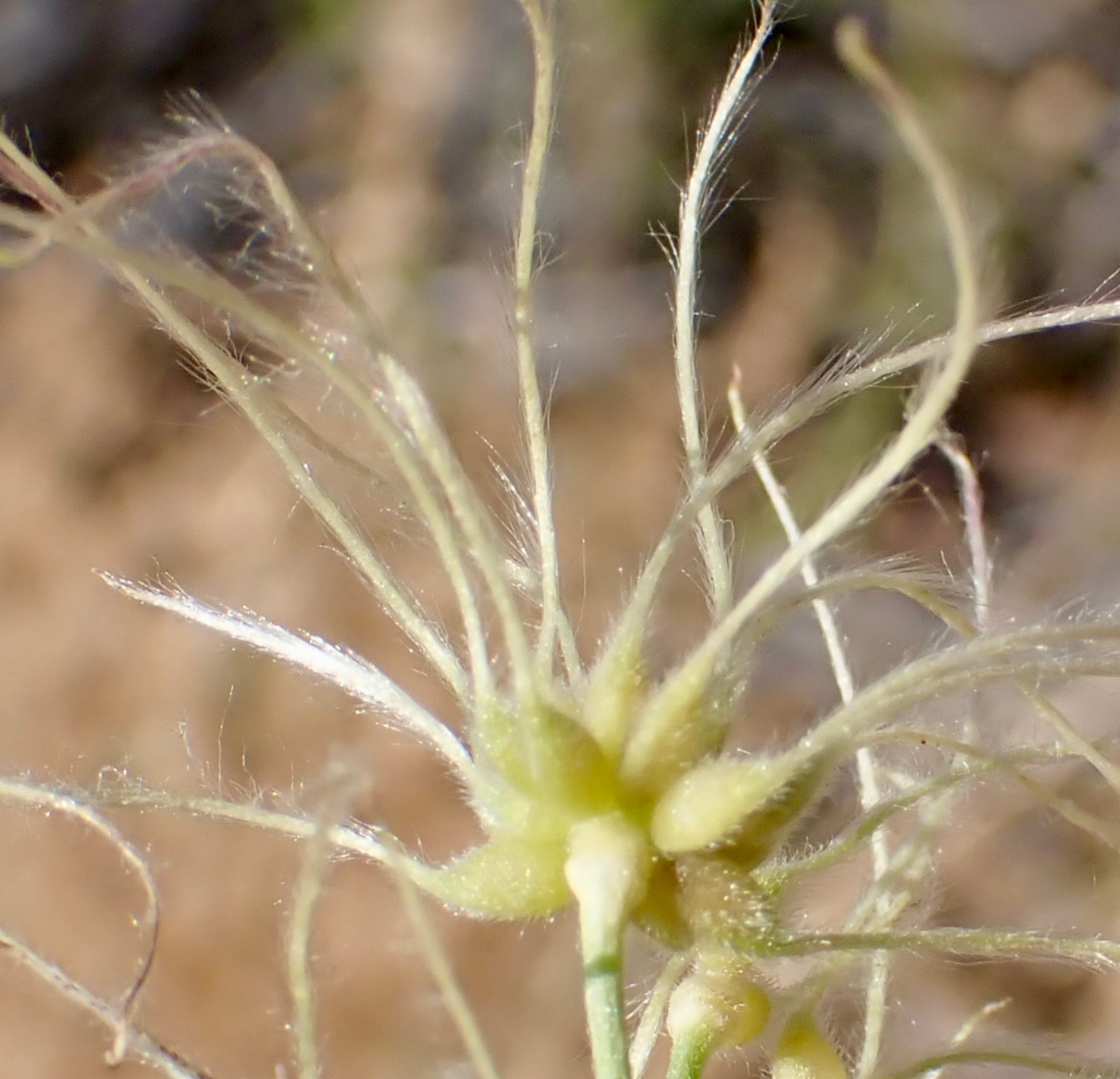 Clematis ligusticifolia