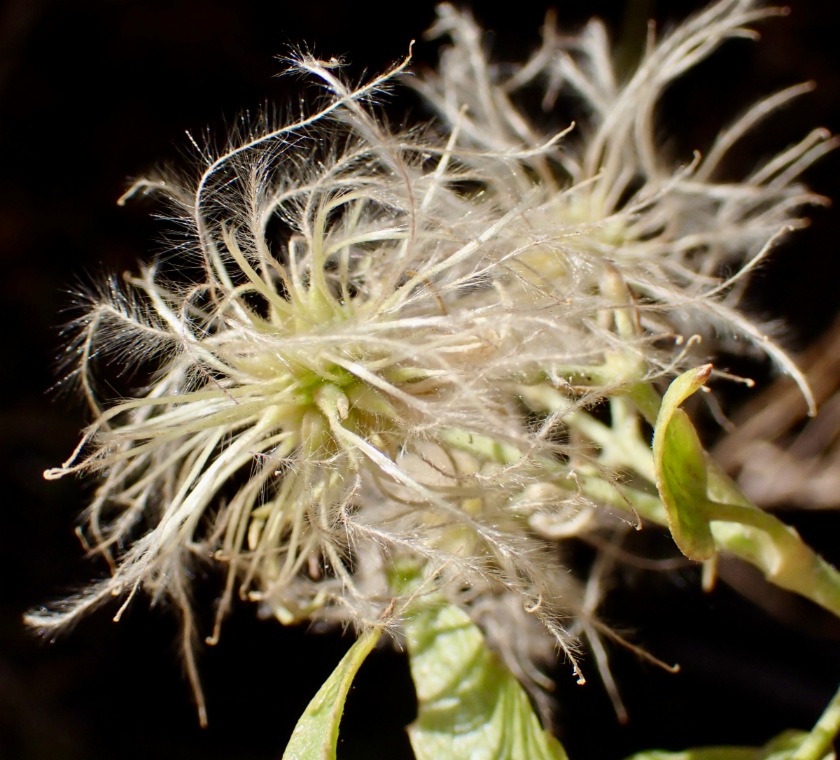 Clematis ligusticifolia