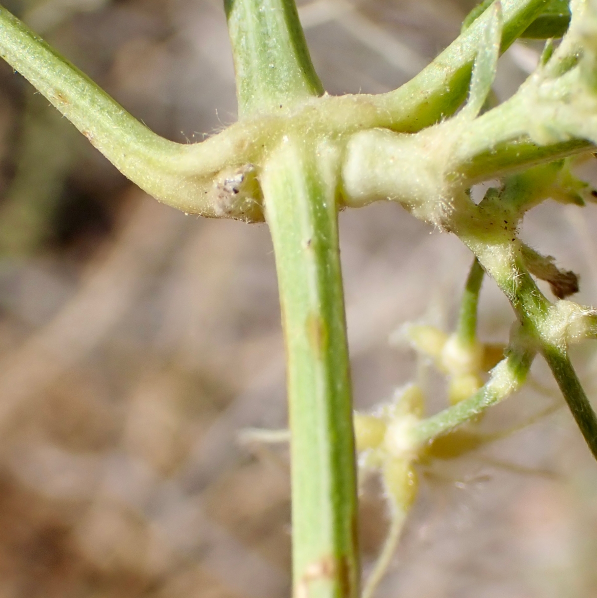 Clematis ligusticifolia