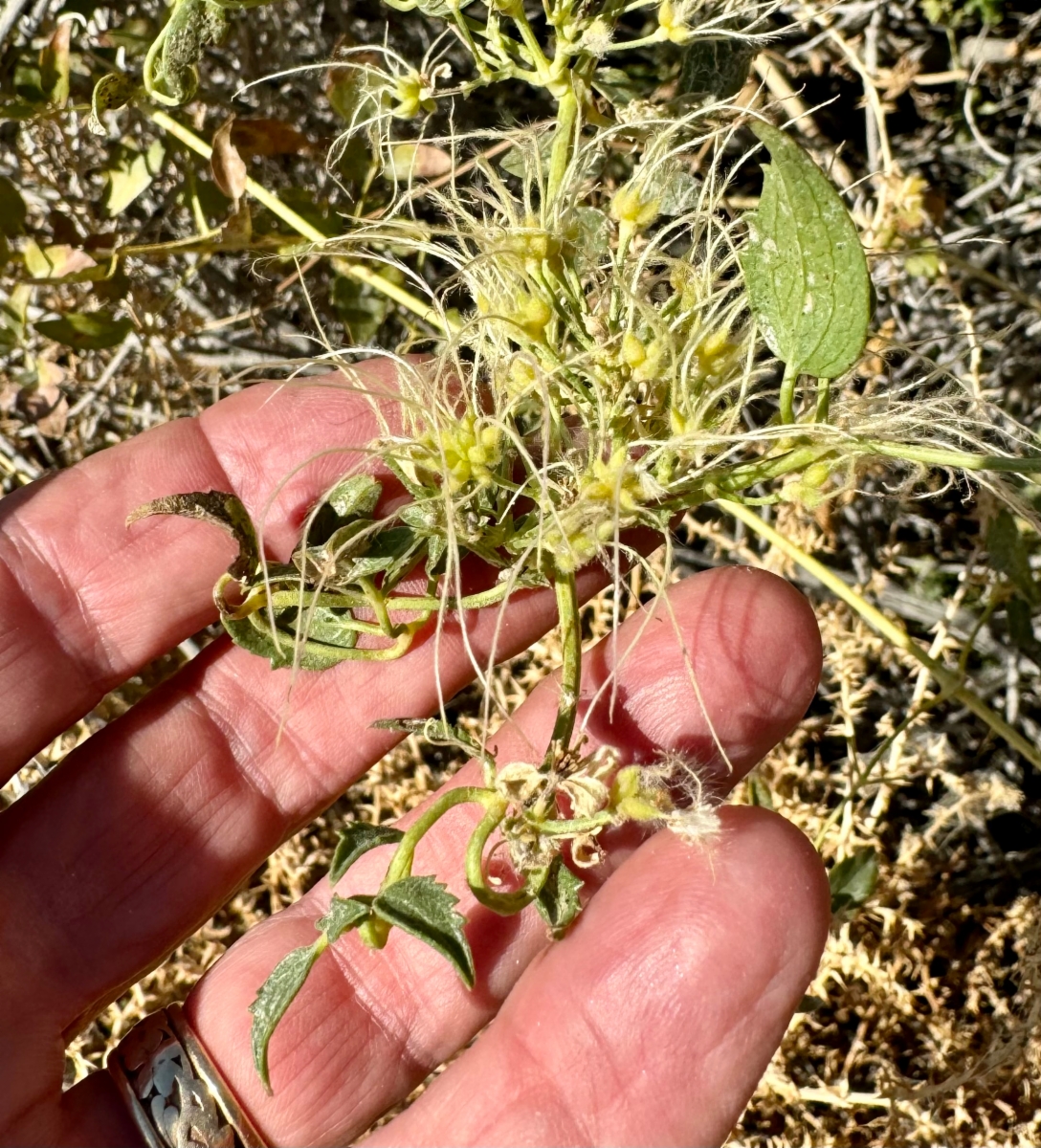 Clematis ligusticifolia