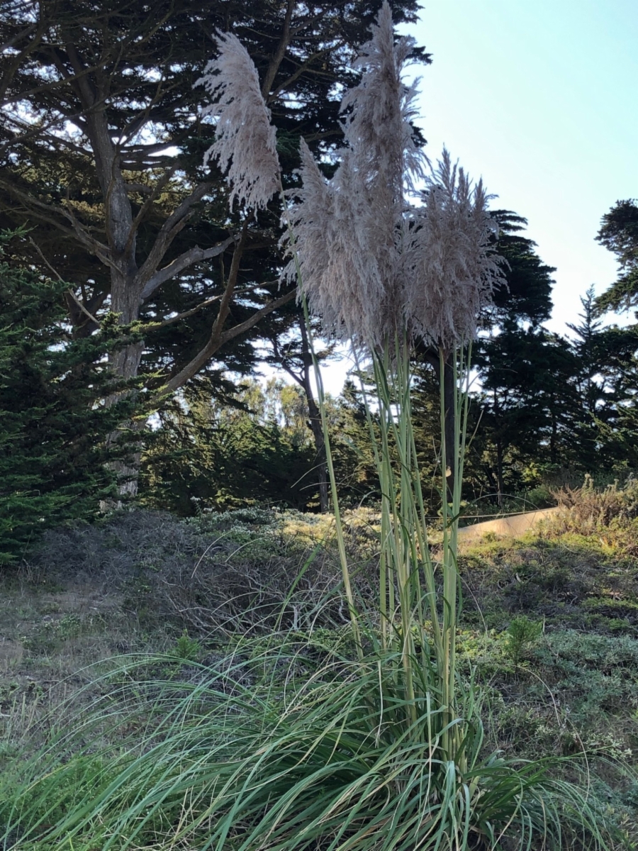 Cortaderia jubata