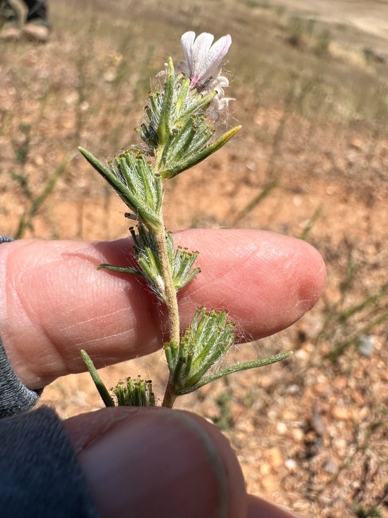 Calycadenia spicata