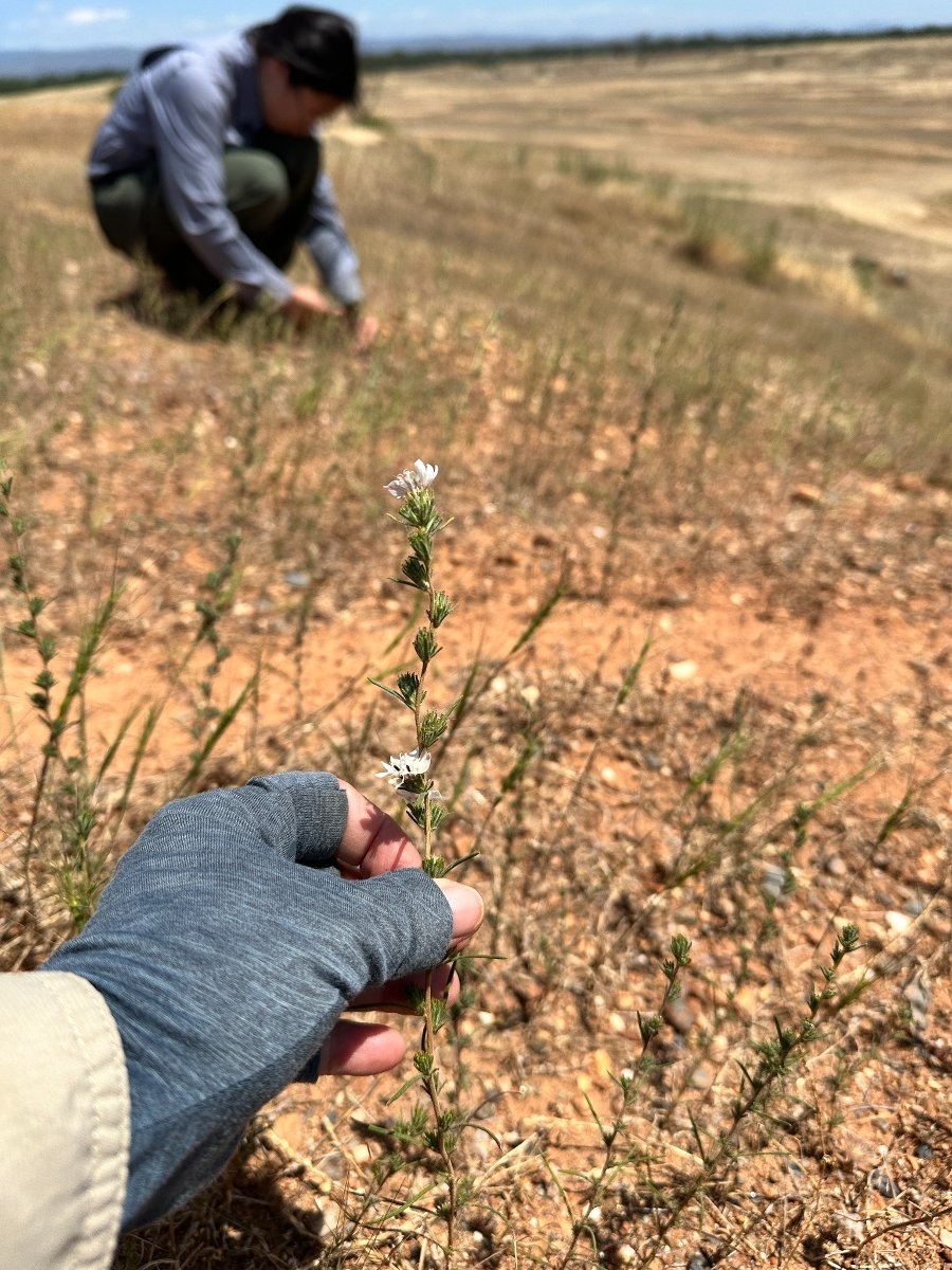 Calycadenia spicata