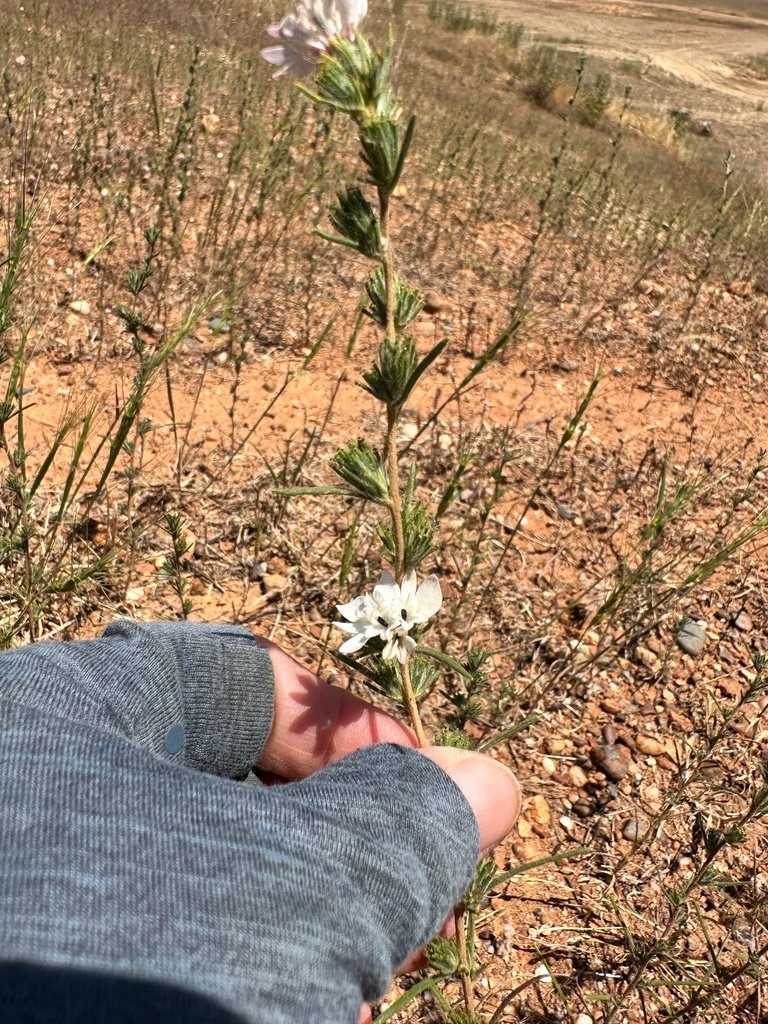 Calycadenia spicata