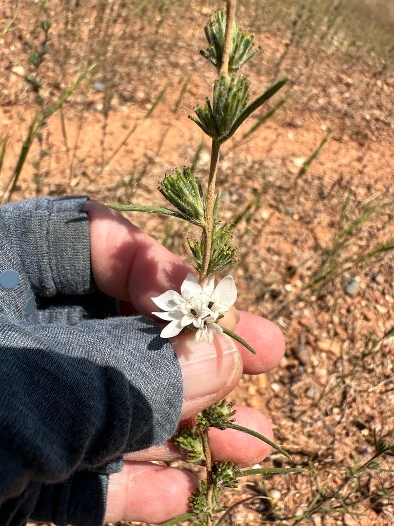 Calycadenia spicata