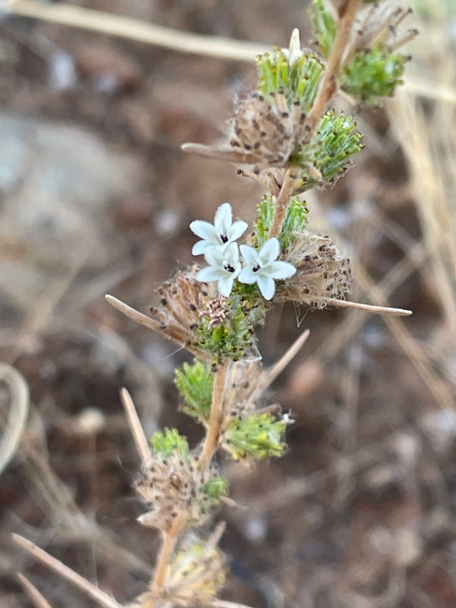 Calycadenia spicata