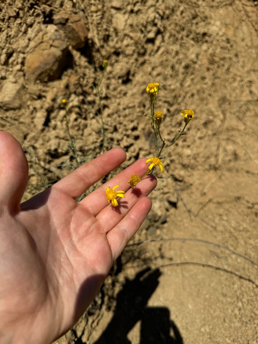 Ericameria linearifolia