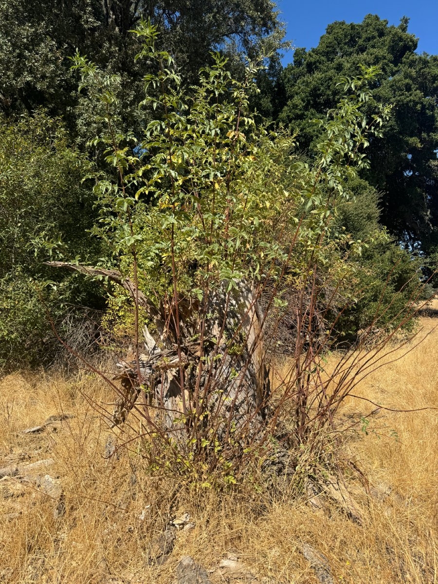 Sambucus mexicana