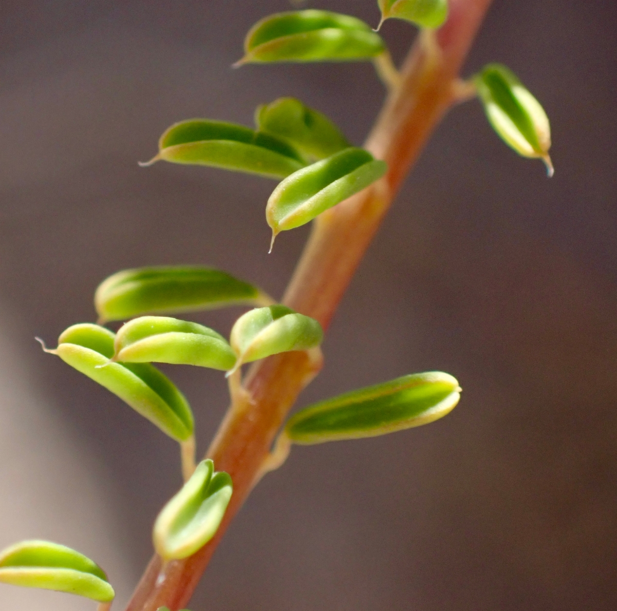 Cleomella plocasperma