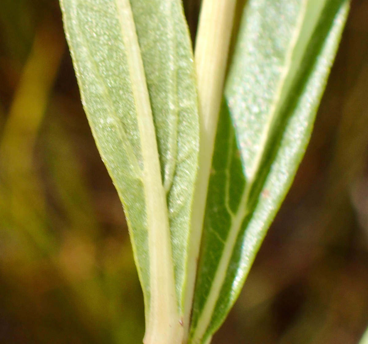 Helianthus nuttallii ssp. nuttallii