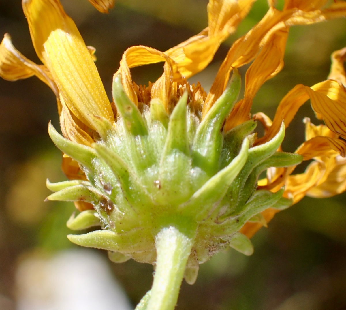 Helianthus nuttallii ssp. nuttallii