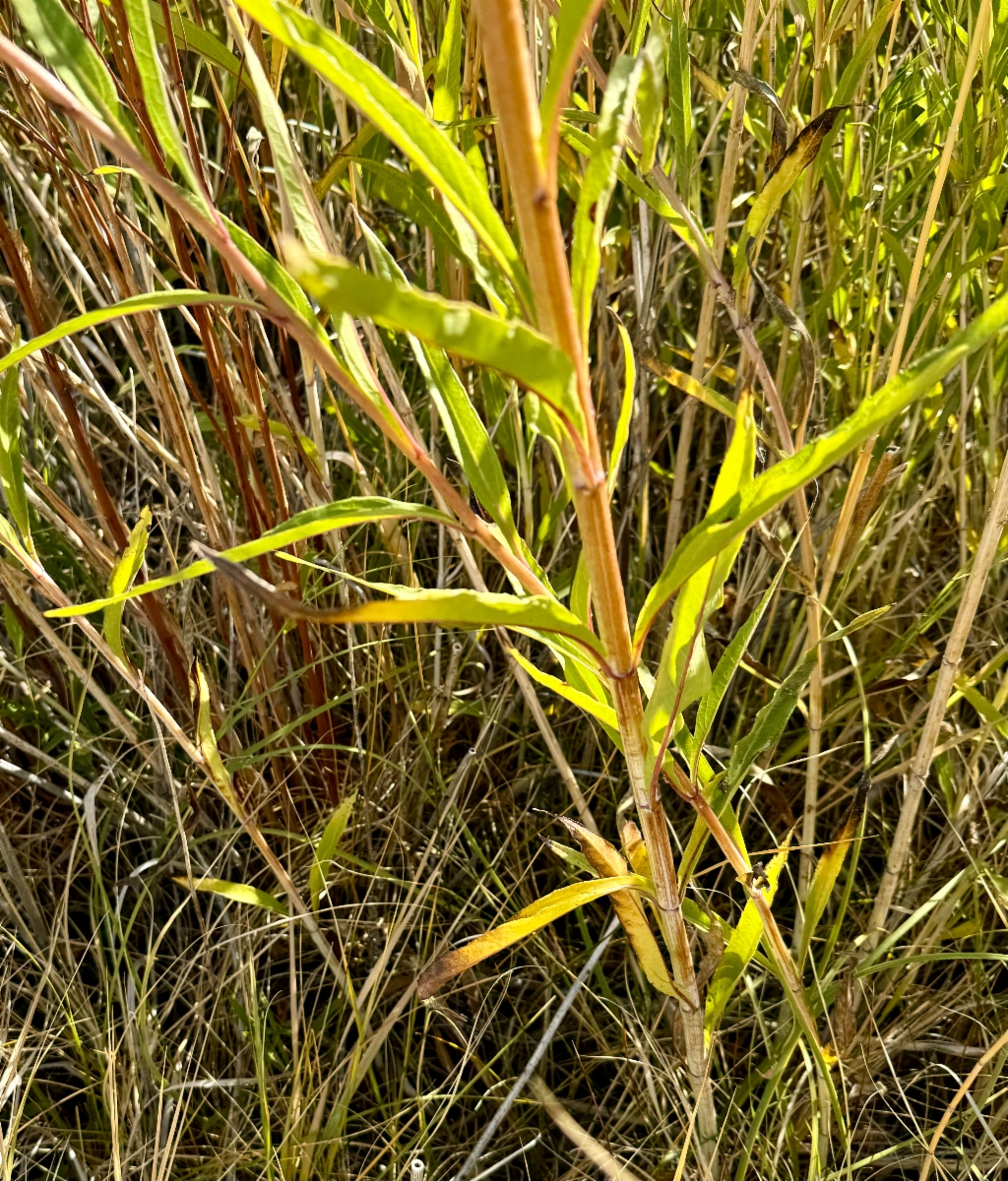 Helianthus nuttallii ssp. nuttallii