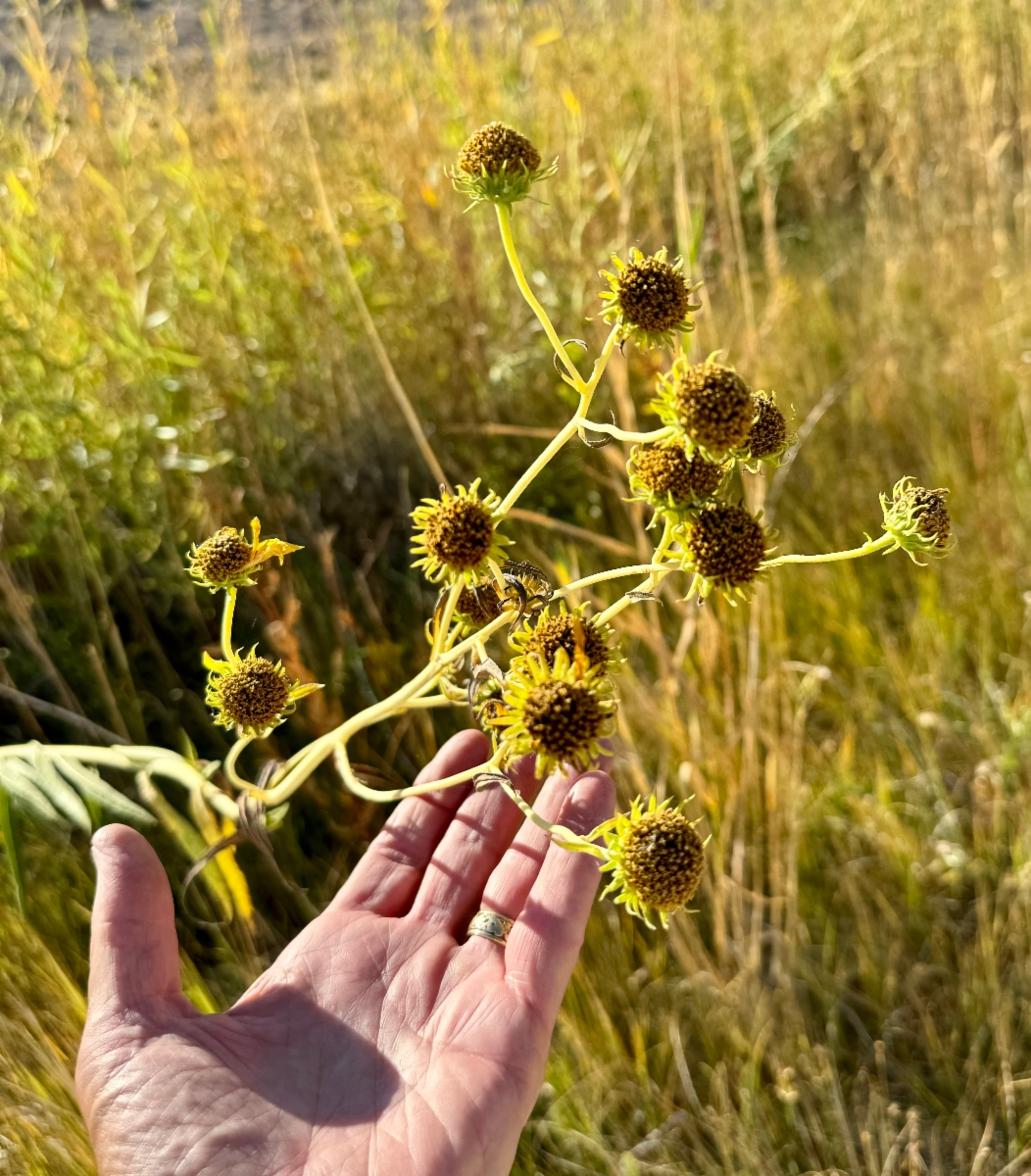 Helianthus nuttallii ssp. nuttallii