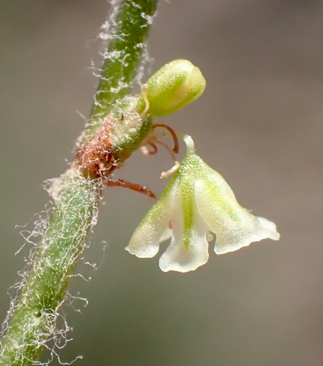 Eriogonum nidularium