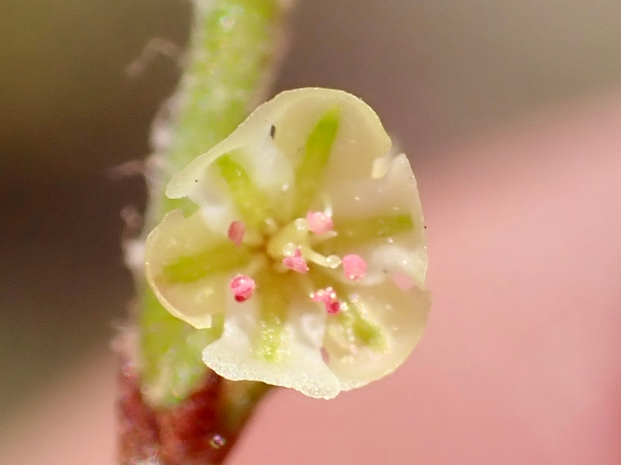 Eriogonum nidularium