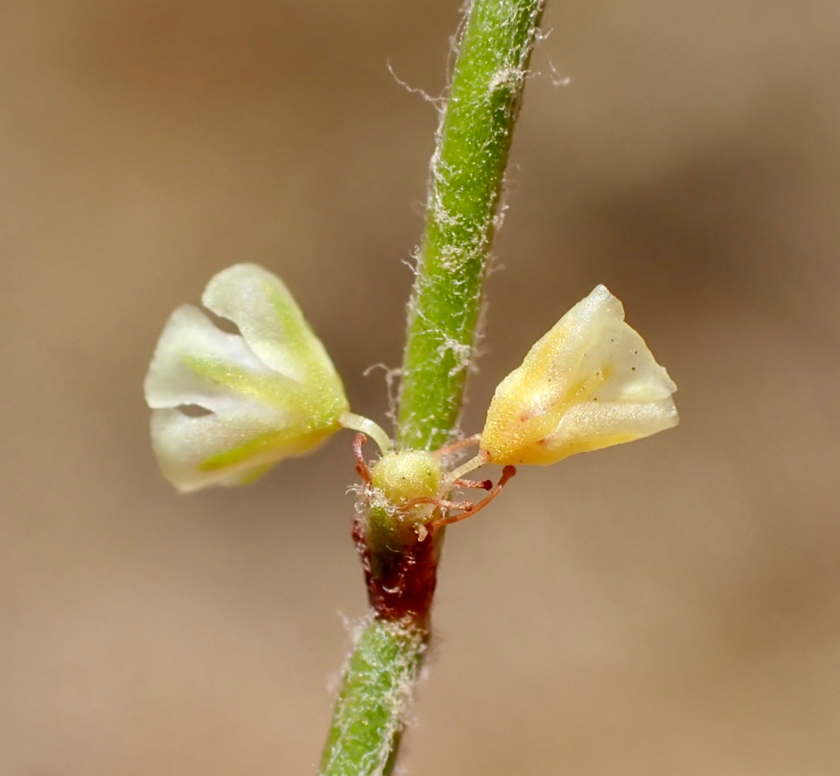 Eriogonum nidularium