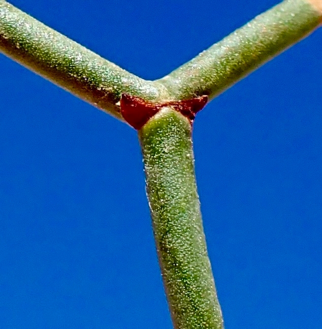 Eriogonum heermannii var. argense