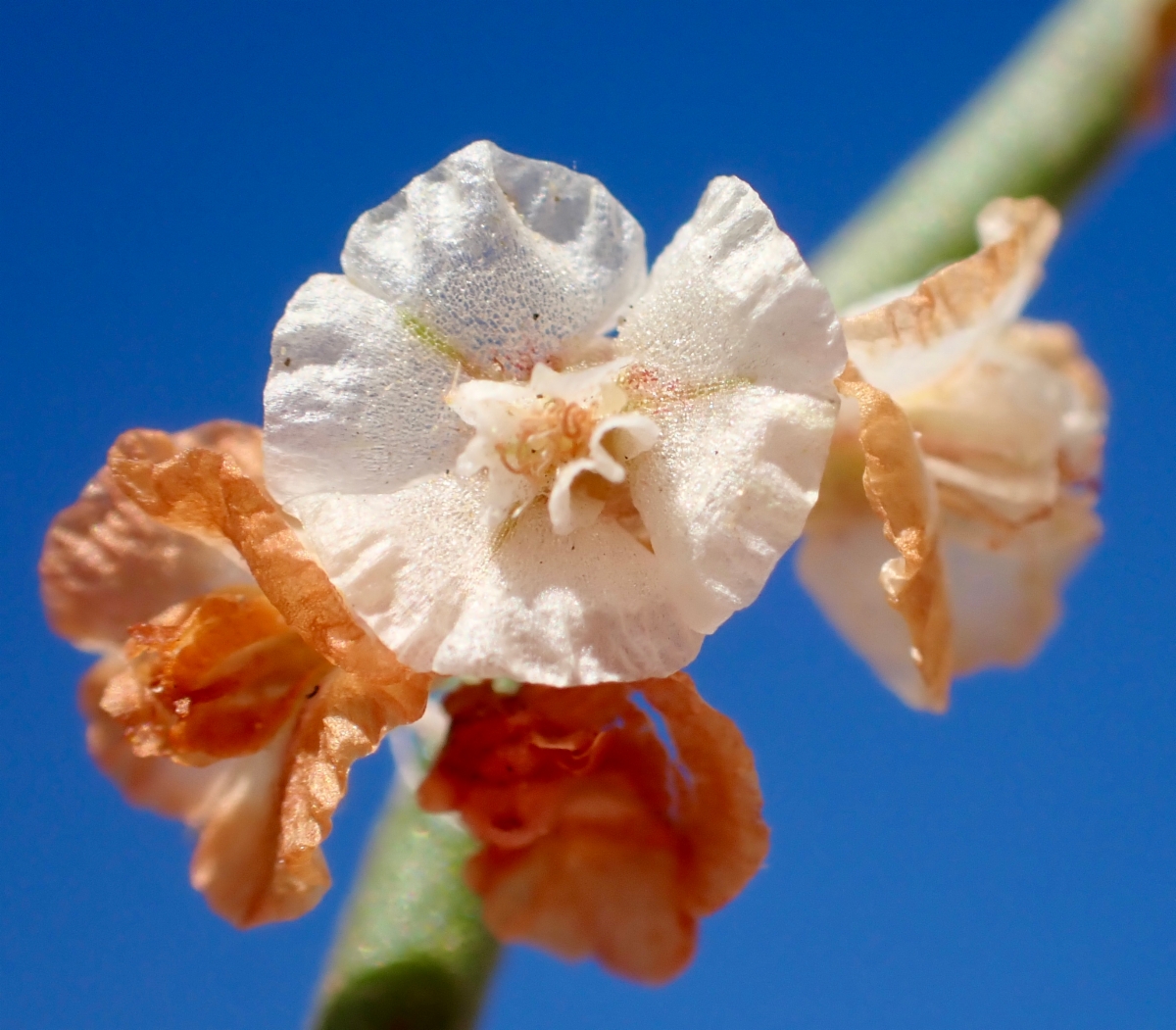 Eriogonum heermannii var. argense