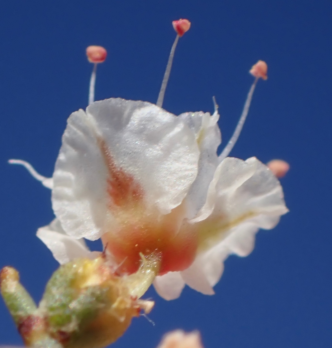 Eriogonum heermannii var. argense