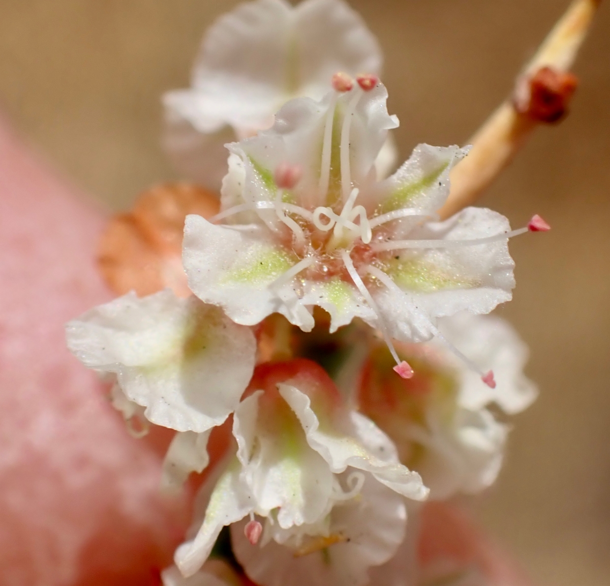 Eriogonum heermannii var. argense