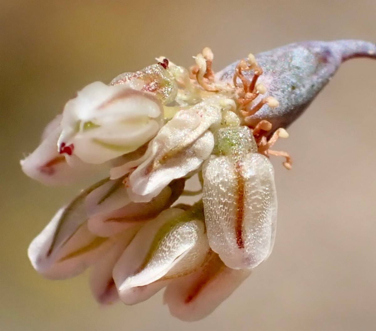 Eriogonum deflexum var. deflexum