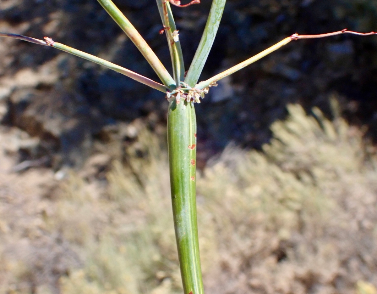 Eriogonum deflexum var. deflexum