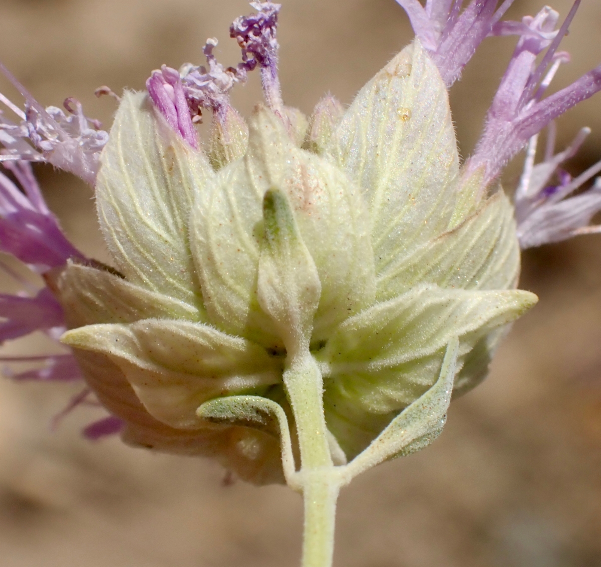 Monardella linoides ssp. sierrae