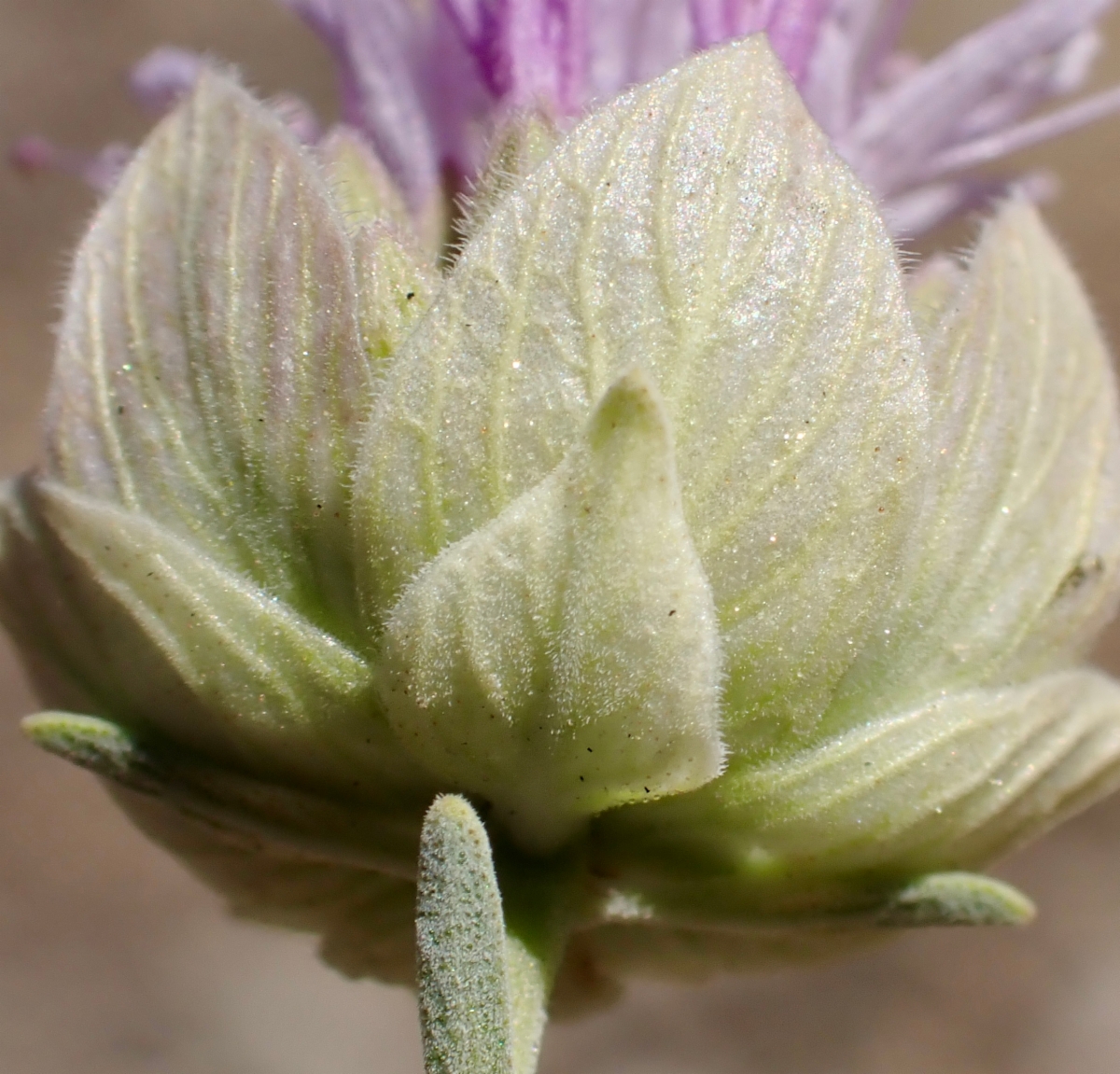 Monardella linoides ssp. sierrae