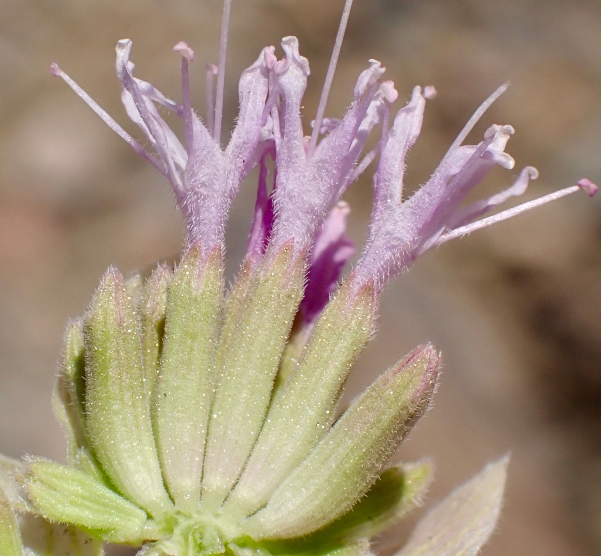 Monardella linoides ssp. sierrae